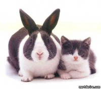 /album/garden-nature/jumeaux-comme-lapin-et-chat-dai-jpg/
