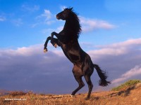 /album/garden-nature/cheval-jpg/