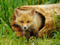 /album/garden-nature/renard-jpg/