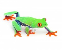/album/garden-nature/a12068758-grenouille-rouge-rainette-aux-yeux-ramper-macro-isolees-exotiques-curieux-animaux-des-couleurs-vives-jpg/