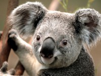 /album/garden-nature/koala-jpg/
